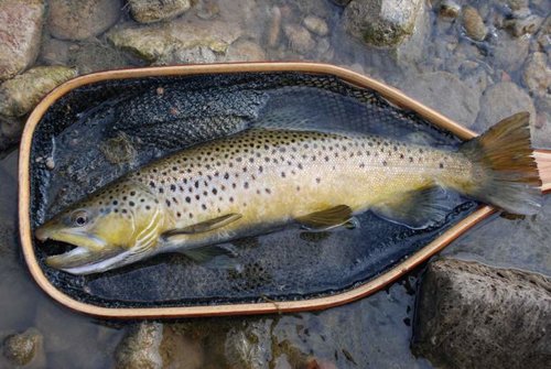 DSC_1020 (1024x685).jpg