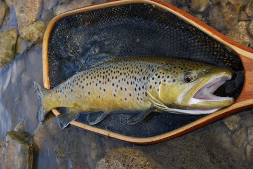 DSC_1022 (1024x685).jpg