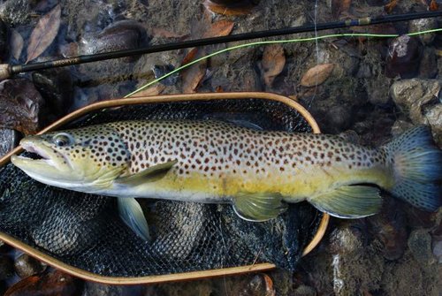 DSC_1024 (1024x685).jpg