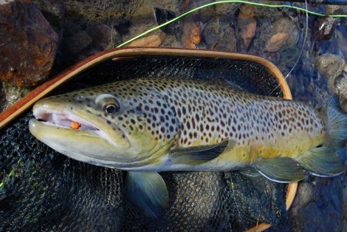 DSC_1027 (1024x685).jpg