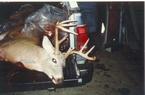 whitetail4.jpg