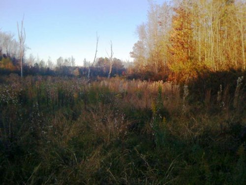 field.jpg