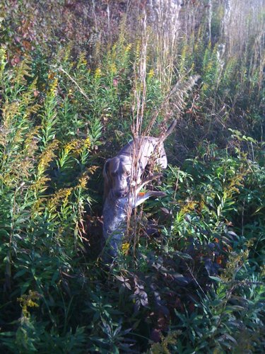 rabbit retrieve.JPG