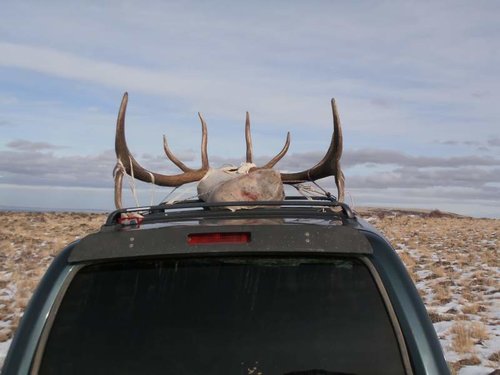 IdahoElk2012-22.jpg