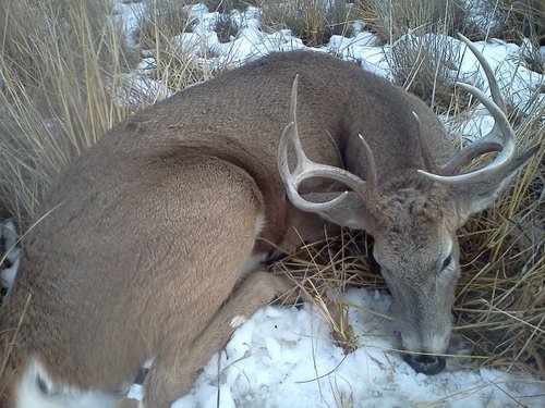 Buck 2012.JPG