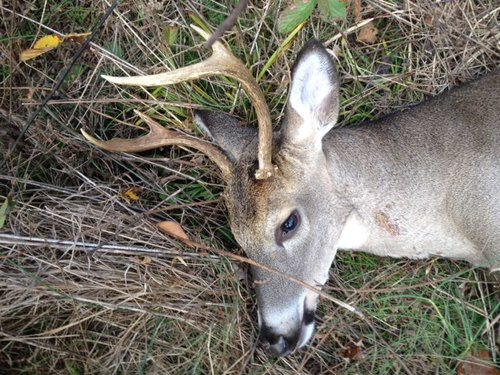 2012 TN rifle buck 1.jpg