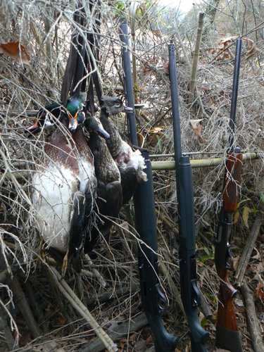 Wood Duck Layout.JPG