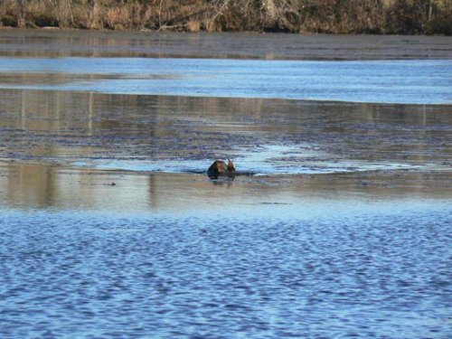 Goose Retrieve Long.jpg