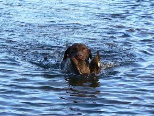 Goose Retrieve Short.jpg