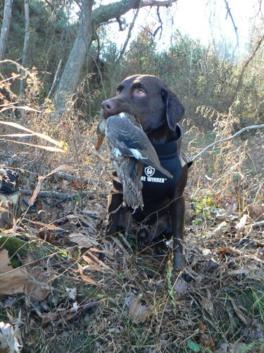 Goose Hold.JPG