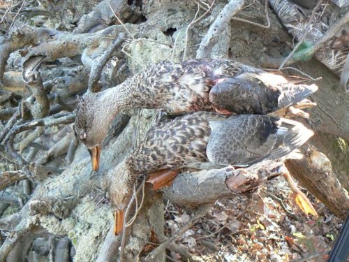 Gadwall Layout.jpg