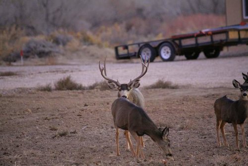 Deer16.jpg Deer16.jpg