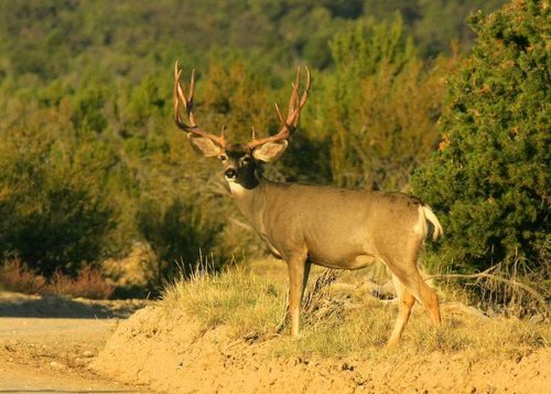Deer17.jpg Deer17.jpg