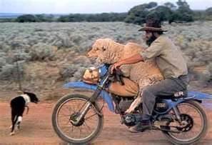 sheep motorcycle.jpg