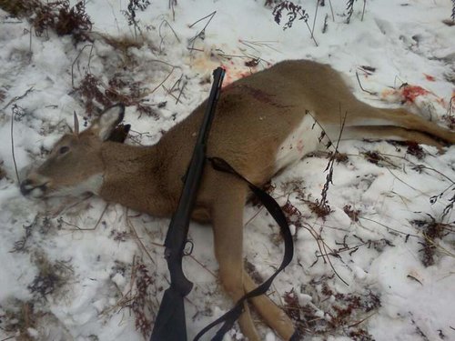 2012 deer.jpg