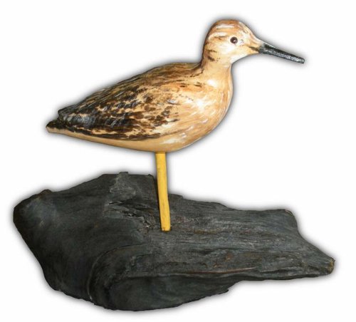plover2011.jpg