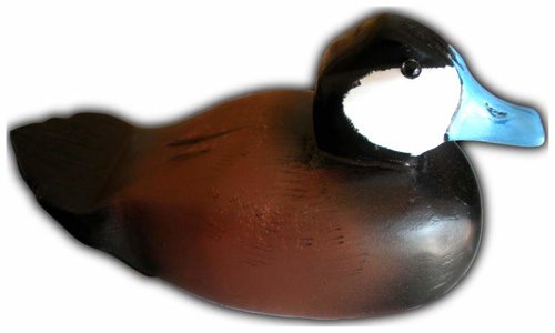 RuddyDuck.jpg