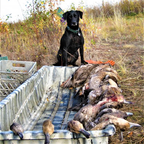 Bug_DuckHunt 014.jpg Bug_DuckHunt 014.jpg