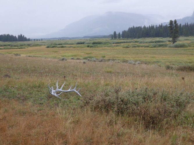 Wyoming Thorofare Upper Yellowstone River.JPG