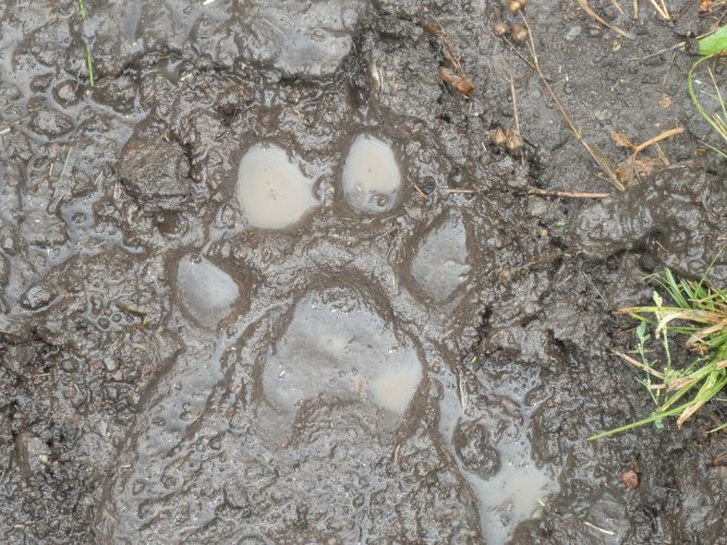 Wolf track in mud.JPG