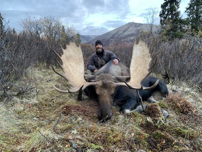Moose IMG_1533small.jpg Moose IMG_1533small.jpg