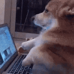Resized_16438325026303559021331833836905_290491861154028.gif