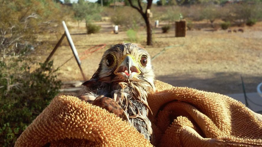 SAVED BABY HAWK.jpg SAVED BABY HAWK.jpg