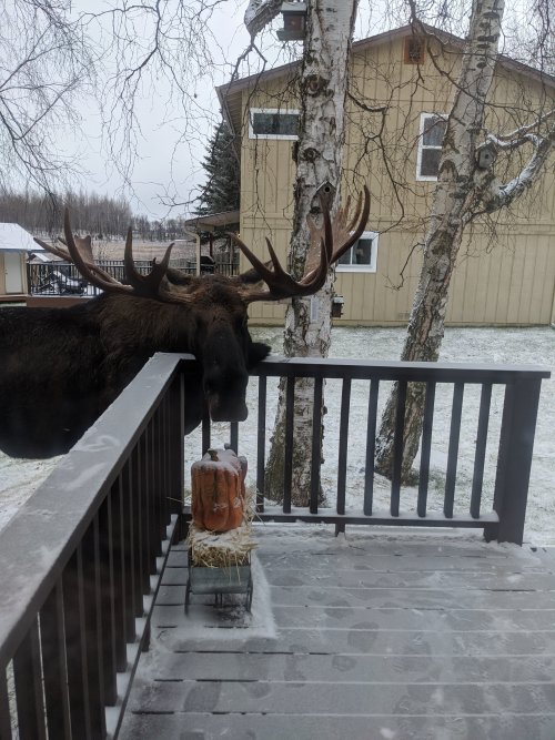 Moose front porch.jpg
