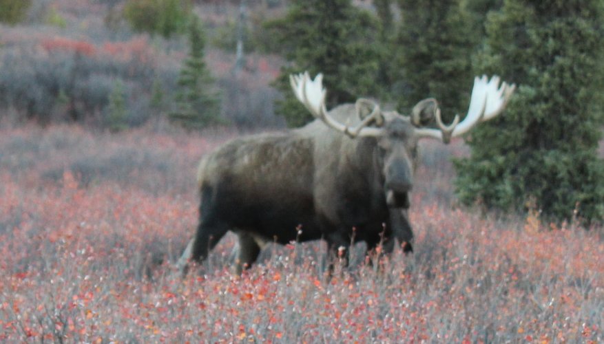 Ak bull moose.JPG