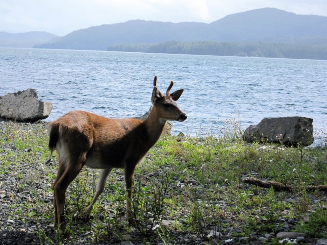 18 Sitka Deer.jpg 18 Sitka Deer.jpg