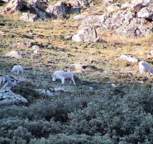 5 Goat Scouting 2 (2).jpg 5 Goat Scouting 2 (2).jpg