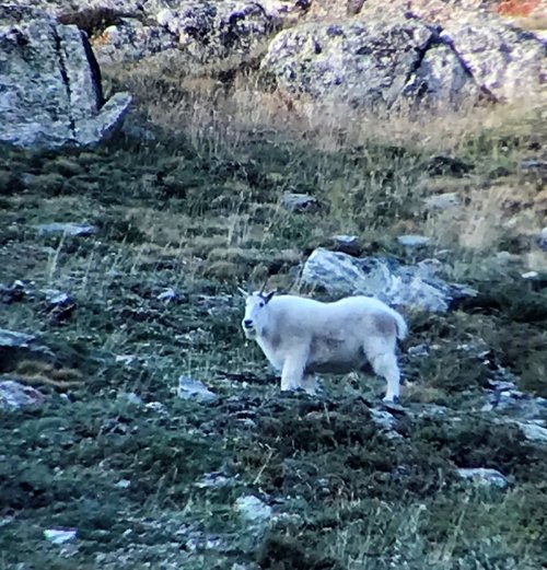 7 Goat Scouting 1 (2).jpg 7 Goat Scouting 1 (2).jpg