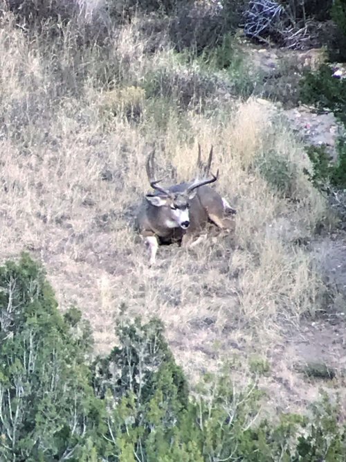 KB Mulie.jpg KB Mulie.jpg