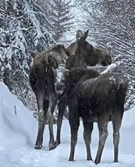 HouseMoose.png HouseMoose.png