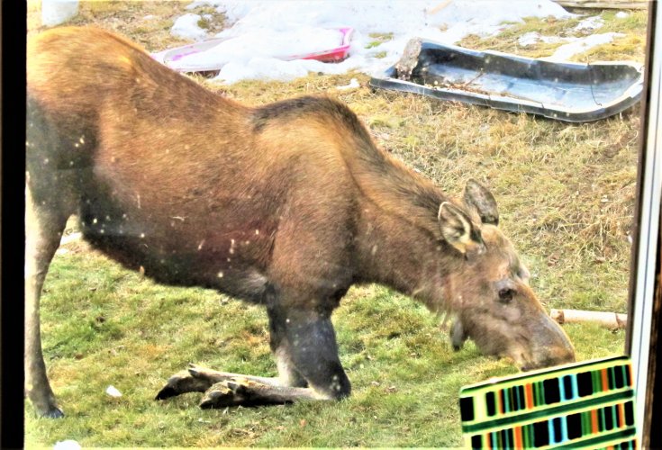 PrayingMoose (2).jpg PrayingMoose (2).jpg