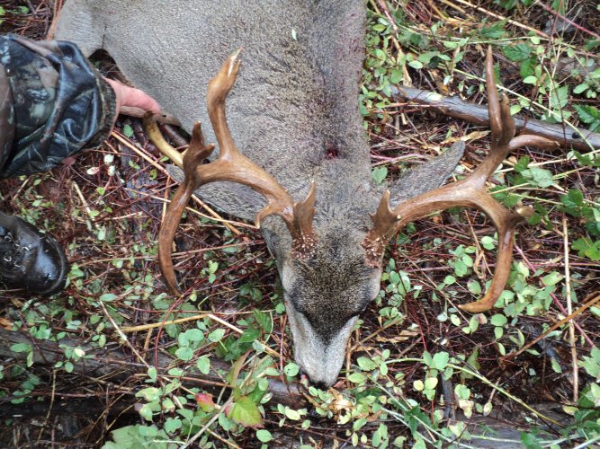 2015 OR Buck 037.JPG 2015 OR Buck 037.JPG