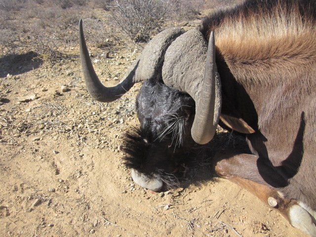 black wildebeest horns(1).JPG