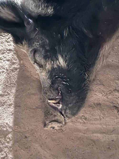 5AE31B95-B7E5-4FA2-BF40-D5902EA397B2.jpeg 5AE31B95-B7E5-4FA2-BF40-D5902EA397B2.jpeg