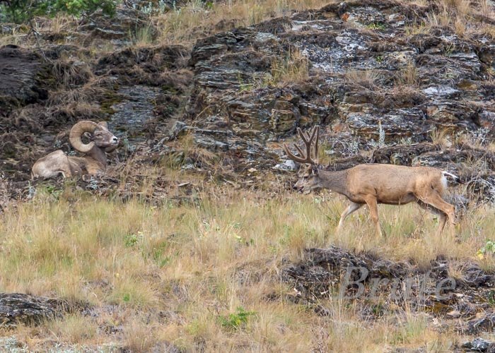 Muleyl July 2015 a-5362.JPG Muleyl July 2015 a-5362.JPG
