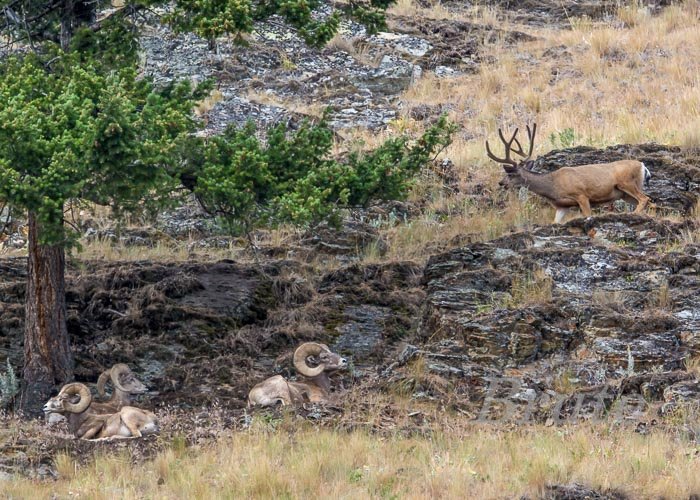Muleyl July 2015 a-5367.JPG Muleyl July 2015 a-5367.JPG