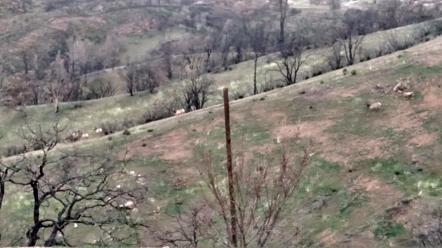 elk on ridge.jpg elk on ridge.jpg