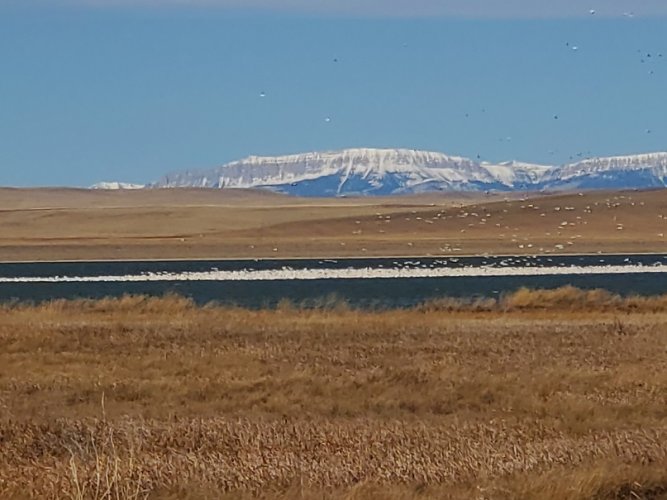 Snow geese - RM Front   .jpg