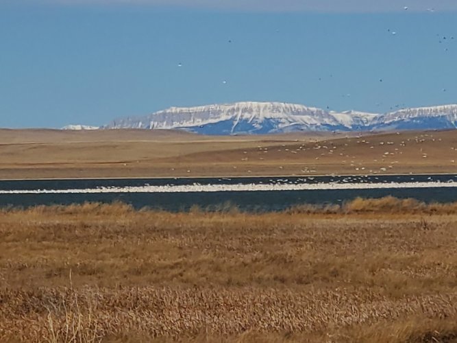 Snow geese - RM Front .jpg Snow geese - RM Front .jpg