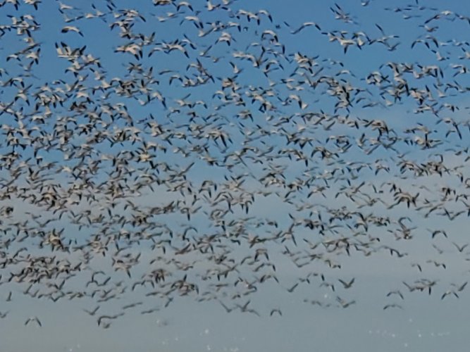 Snow Geese cloud.jpg