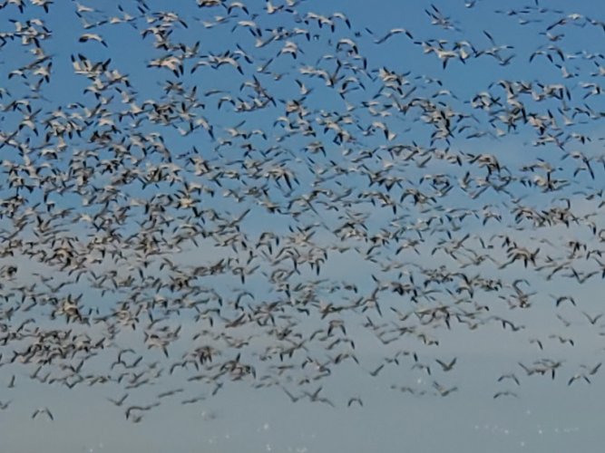 Snow Geese cloud.jpg Snow Geese cloud.jpg