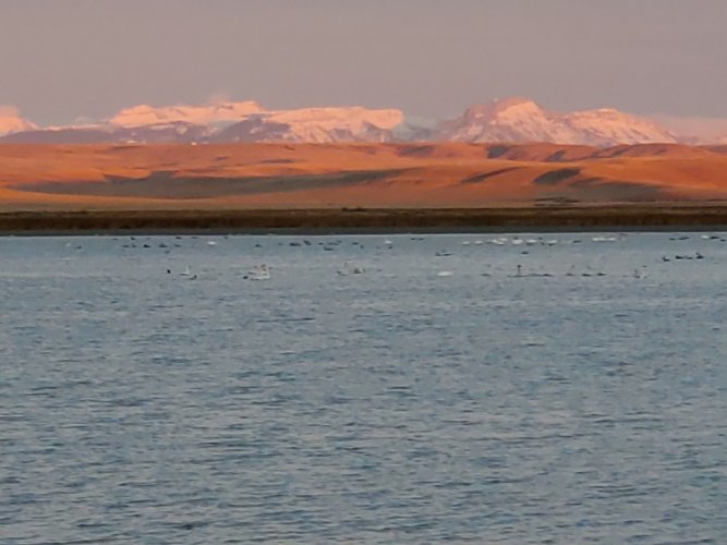 Swans on Freezeout Lake.jpg Swans on Freezeout Lake.jpg