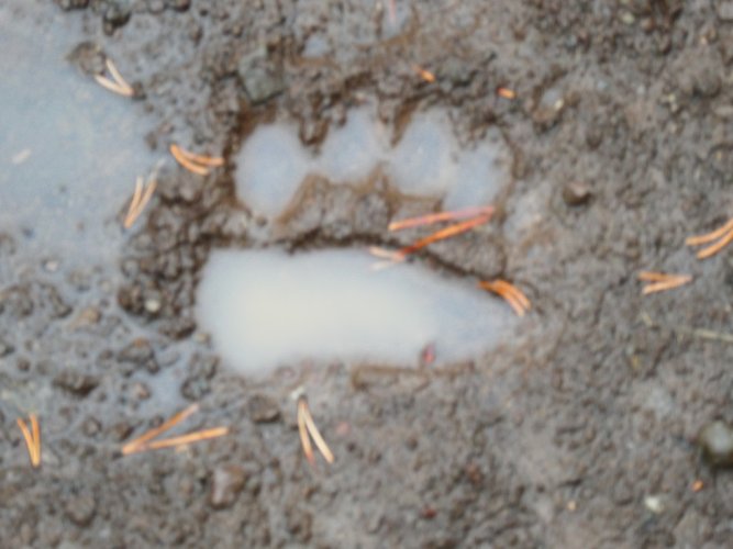 Bear track wet.JPG