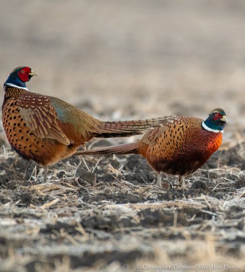 pheasant 2.jpg