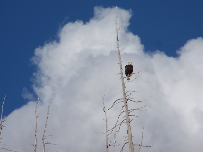 bald eagle flattops wall lake.jpg