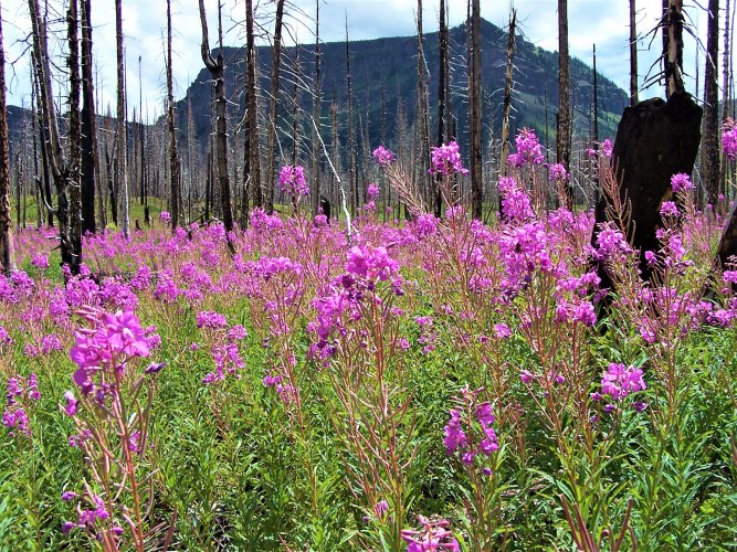 flattops fireweed.jpg